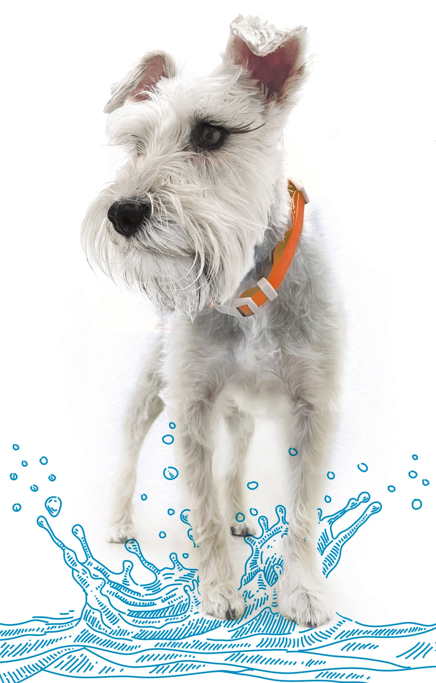 Collar Ajustable contra Agua