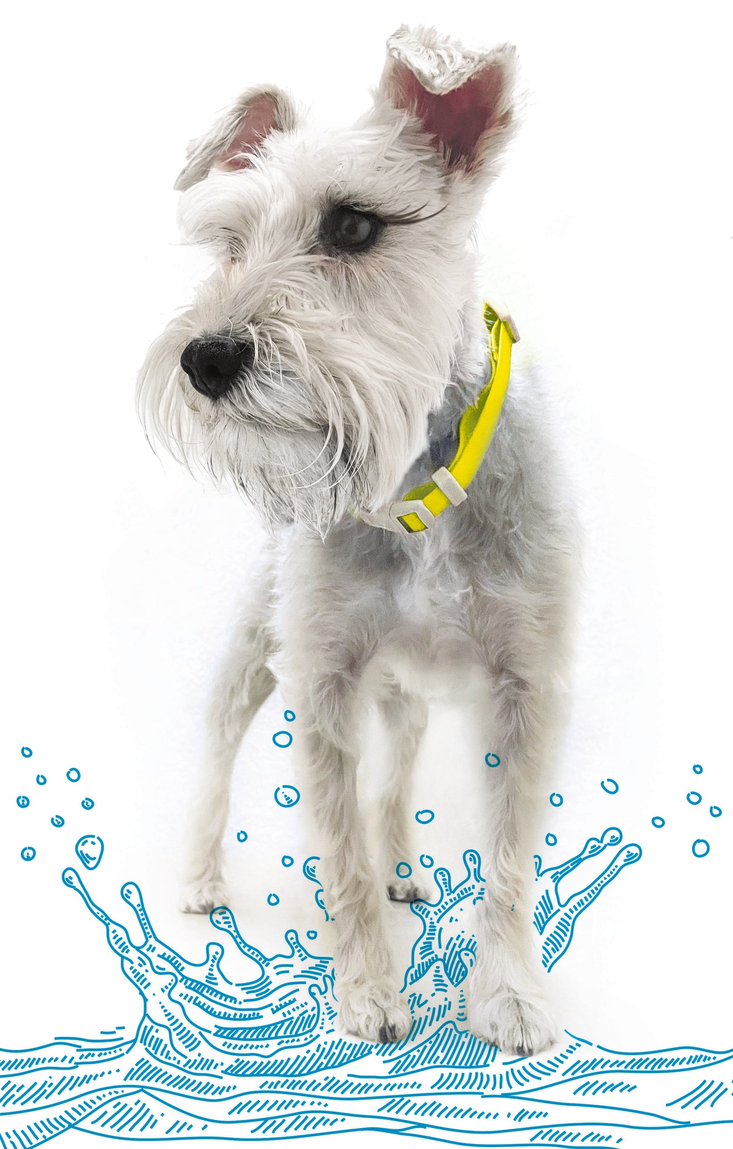 Collar Ajustable contra Agua