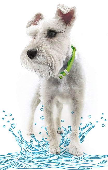 Collar Ajustable contra Agua